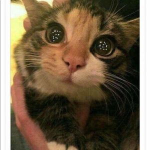 Meet your Posher, Paula